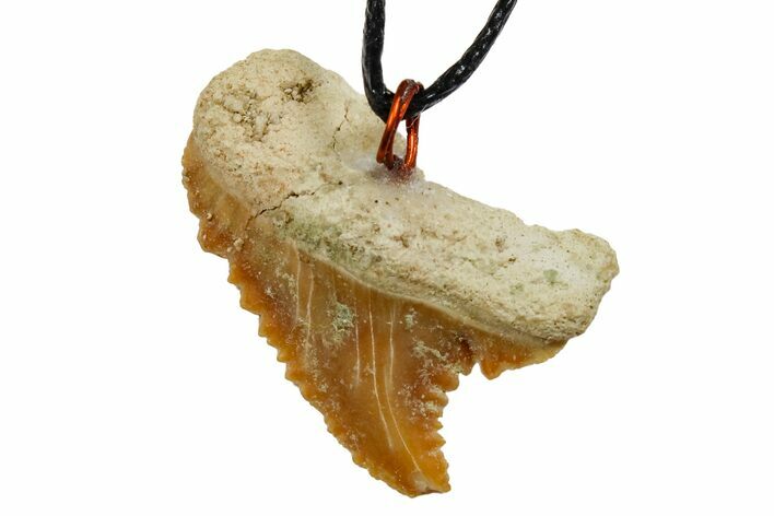 Fossil Shark (Palaeocarcharodon) Tooth Necklace -Morocco #169950